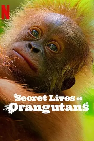 Secret Lives of Orangutans | 2024 | Hindi-English | 480p 720p 1080p